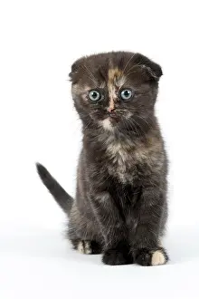 Fold: Scottish Fold, Scottish Fold (Felis silvestris catus)