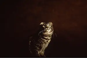 Fold: SCOTTISH FOLD TABBY CAT