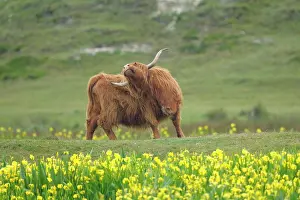 Zebu: Zebu