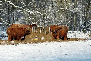 Beasts: Scottish Highland Cattle - 3 beasts feeding at