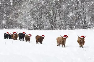 Angus: Scottish Highland Cattle and Angus Cattle - herd