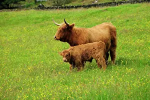 220818: Scottish Highland Cattle (Bos primigenius taurus)