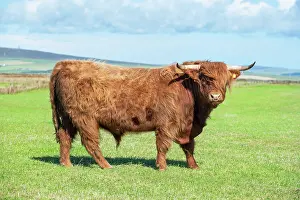 Taurus: Scottish Highland Cattle (Bos taurus), bull on a