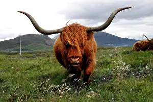 Antalya: Scottish Highland Cattle (Bos taurus), Highland