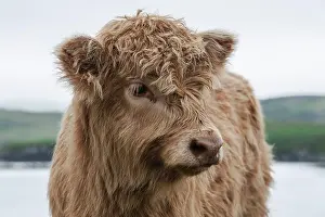 Skye: Scottish Highland Cattle, calf, Dunvegan, Isle of