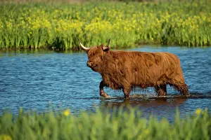 Kyloe: Scottish highland cattle, Highland cattle or Kyloe