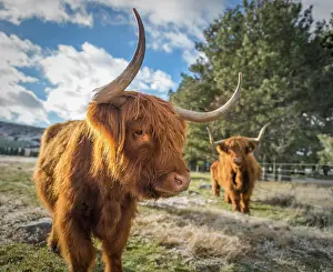 Canterbury: Scottish Highland Cattle, Kyloe, grazing, Ashburton