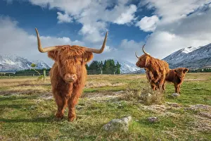 Canterbury: Scottish Highland Cattle, Kyloe, grazing, Ashburton