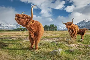 Canterbury: Scottish Highland Cattle, Kyloe, grazing, Ashburton