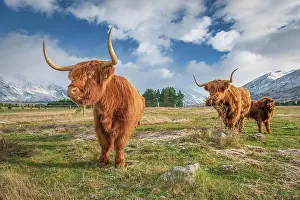 Canterbury: Scottish Highland Cattle, Kyloe, grazing, Ashburton