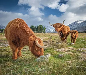 Canterbury: Scottish Highland Cattle, Kyloe, grazing, Ashburton