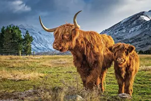 Canterbury: Scottish Highland Cattle, Kyloe, grazing, Ashburton