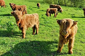 Cattles: Scottish Highland Cattle or Kyloe (Bos primigenius
