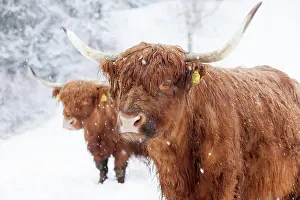 Marked: Scottish Highland cattle in snow, Brandenberg, Tyrol