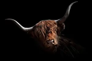 Stubai: Scottish Highland Cattle, Stubai Valley, Tyrol