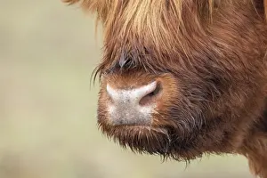Snout: Scottish Highland Cow snout, France