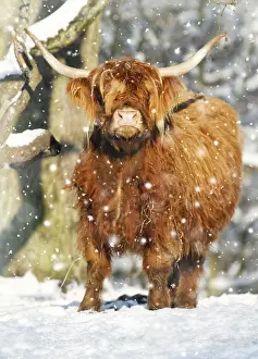 140218: Scottish Highland Cow - in snow, Lower Saxony, Germany