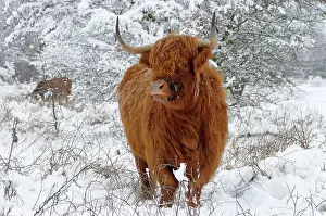 Foreland: Scottish Highland Cow - in the snowy foreland of