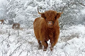 Foreland: Scottish Highland Cow - in the snowy foreland of