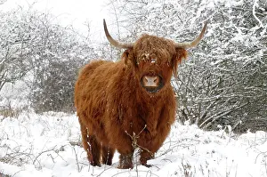 Scottish highland cow in the snowy foreland of river IJssel