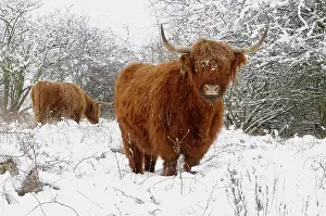 Foreland: Scottish highland cow in the snowy foreland of river IJssel