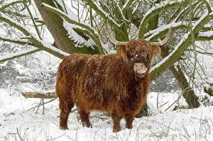 Foreland: Scottish highland cow in the snowy foreland of river IJssel