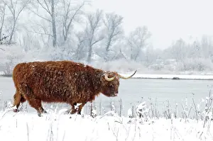 Foreland: Scottish highland cow in the snowy foreland of river IJssel