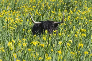 121118: Scottish Highland Cow - standing in bed of flag