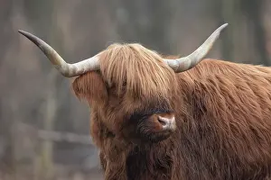 Reddish: Scottish Highland Cow standing in a nature area, France