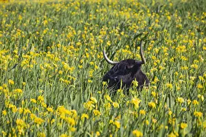 121118: Scottish Highland Cow - standing amongst yellow