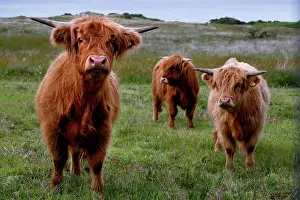 Cattles: Scottish Highland Domestic Cattles (Bos taurus)