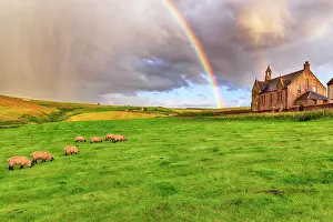Prismatic: Scottish Highland Domestic sheep (Ovis gmelini aries)