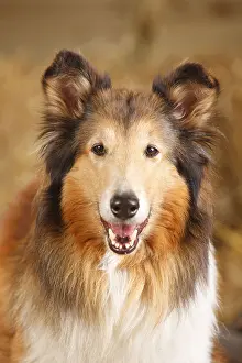 Home: Scottish Sheepdog, Bitch, 10 years old, Collie, Old Dog