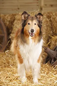 Home: Scottish Sheepdog, Bitch, 10 years old, Collie, Old Dog