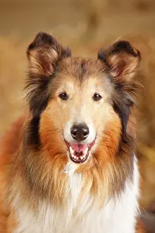 Bitches: Scottish shepherd, bitch, 14 years, old dog, animal