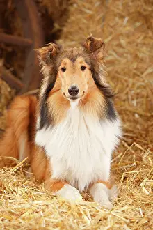 Bitches: Scottish shepherd dog, young bitch, 9 months, lying
