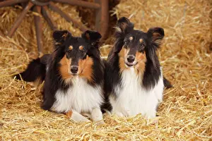 Bitches: Two Scottish shepherd dogs, bitches, lying in straw