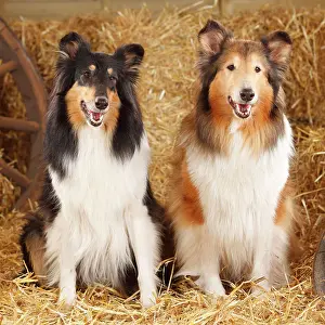 Bitches: Two Scottish shepherd dogs, bitches, lying in straw