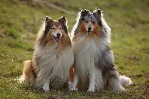 Sable: Scottish shepherd dogs, males, blue-merle and sable-white
