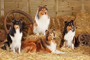 Shepherds: Four Scottish Shepherds sitting in the straw