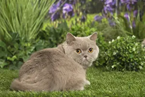 040517: Scottish Straight Cat