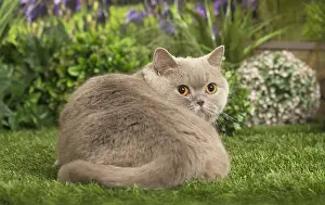 040517: Scottish Straight Cat