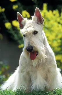 Aberdeen: Scottish Terrier Dog