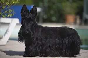 Scotties: Scottish Terrier dog outside