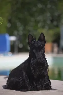 Scotties: Scottish Terrier dog outside