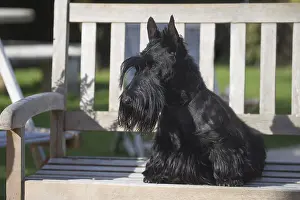 Scotties: Scottish Terrier dog outside
