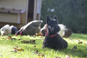 Scotties: Scottish Terrier dog outside