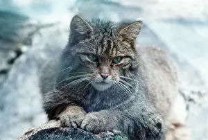 Kenneth Hoyle: SCOTTISH WILD CAT