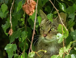 Wildcats: Scottish Wildcat sitting among foliage controlled