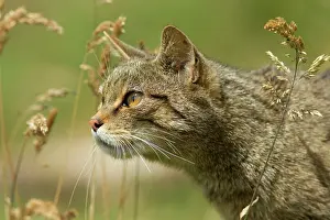 Wildcats: Scottish Wildcat sneaking through vegetation July